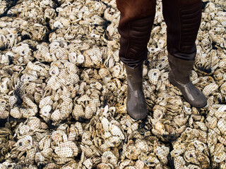 A man in waders and rubber boots stands on artificial reefs at an oyster restoration site near Mobile, Alabama