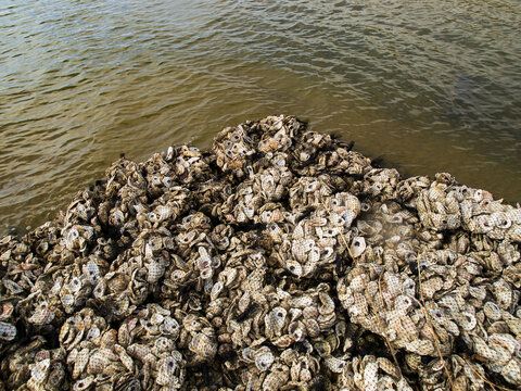Aritificial reef made of bagged oyster shells off the beach at an oyster restoration site near Mobile, Alabama
