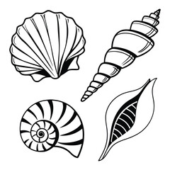 Sea shells vector illustration with ocean elements and decorative design
