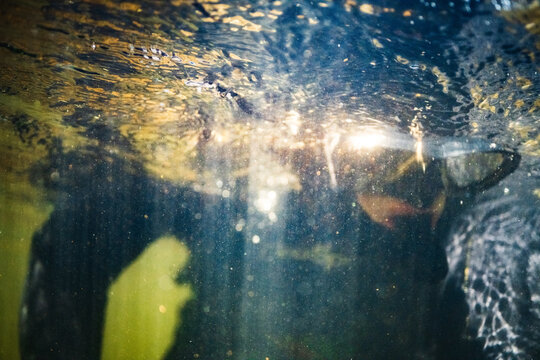 The blurred image of a snorkeler just entering the water as seen from underneath, with sun streaming down through the surface and bubbles everywhere