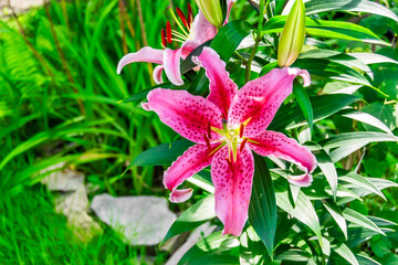 pink lily against a background of green leaves
