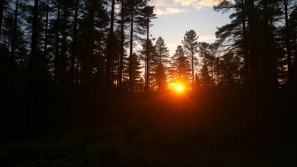 sunset in the forest
