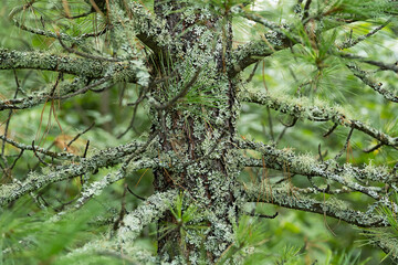 Close up view of green pine tree trunk with lichen and branches in forest.