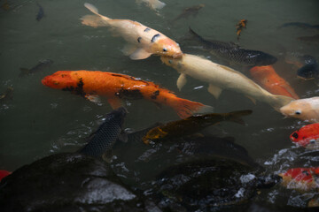 池を泳ぐ色鮮やかな鯉たち