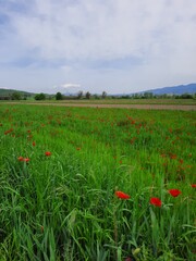 Campo di papaveri rossi