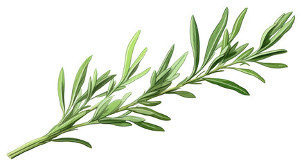 Fototapeta premium PNG Tarragon herb herbs plant leaf.