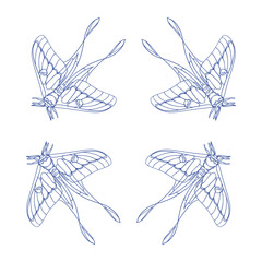 Original illustration of an ornamental frame of a luna moth in a minimalist hand-drawn linear style, for cards, posters, and graphic design.