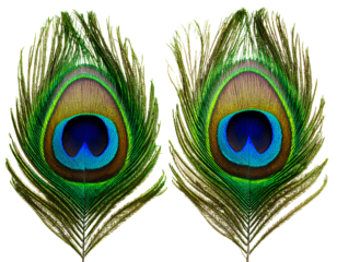Two peacock feathers isolated on a transparent background.