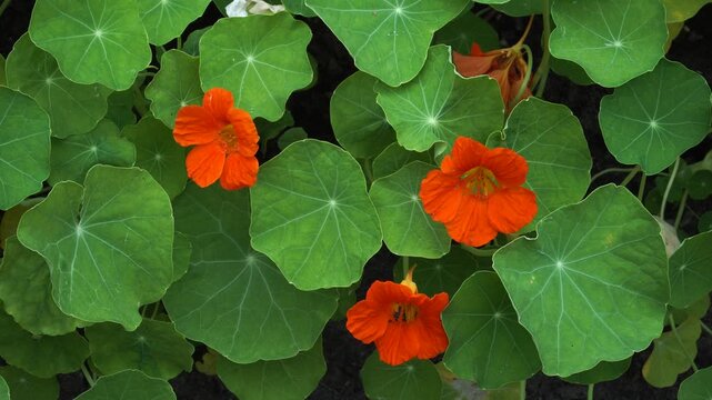 Detailed view of garden nasturtium&rsquo;s (Tropaeolum majus L.) vibrant flowers and rounded leaves, showcasing its edible, ornamental, and medicinal qualities in natural light.