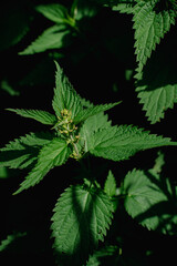 Nettle Green with dark background in spring, weed
