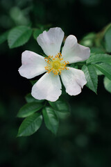 A white flower with yellow centers sits on a green leaf. The flower is the main focus of the image, and the green leaf provides a contrasting background