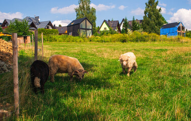 Obraz premium Three sheep grazing on green grass in a fenced field. Modern houses with solar panels visible in the background under blue sky.