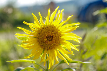 Single Sunflower Blossom with Green Background