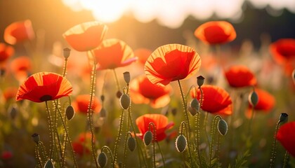 Fototapeta premium Golden Hour Poppies in Meadow Field