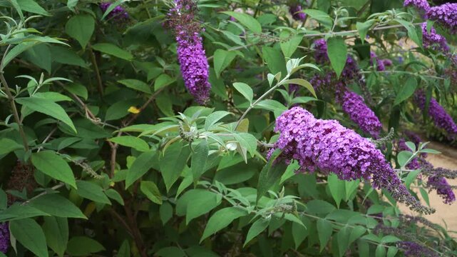 A close-up of a Butterfly Bush in full summer bloom. The Buddleja davidii shrub features long, conical panicles of fragrant, vibrant purple flowers.