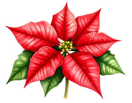 Vintage hand-drawn poinsettia flower with detailed linework, iisolated on transparent background.