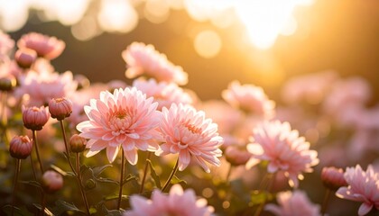 Fototapeta premium Pink Chrysanthemum Flowers in Golden Sunlight