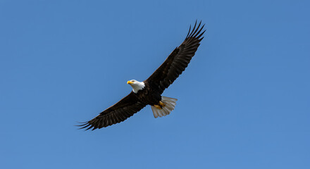 Naklejka premium Majestic bald eagle soars across a clear blue sky conveying freedom and power