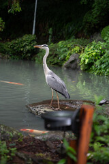 静寂の庭園とアオサギ