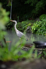 池のほとり、アオサギの休息