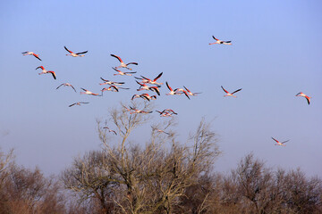 Migration des flamants rose