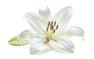 Fototapeta premium Single pure white lily head on transparent background, png