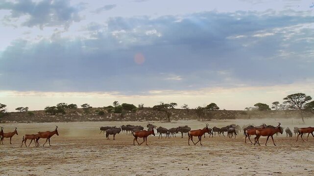 Hartebeest and blue wildebeest  herd along waterhole in Kgalagadi transfrontier park, South Africa; specie Alcelaphus buselaphus and Connochaetes taurinus family of bovidae