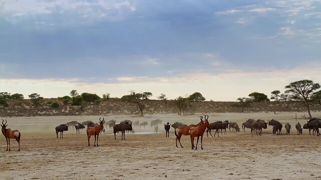 Hartebeest and blue wildebeest  herd along waterhole in Kgalagadi transfrontier park, South Africa; specie Alcelaphus buselaphus and Connochaetes taurinus family of bovidae