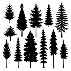 Silhouettes of evergreen trees in a forest setting