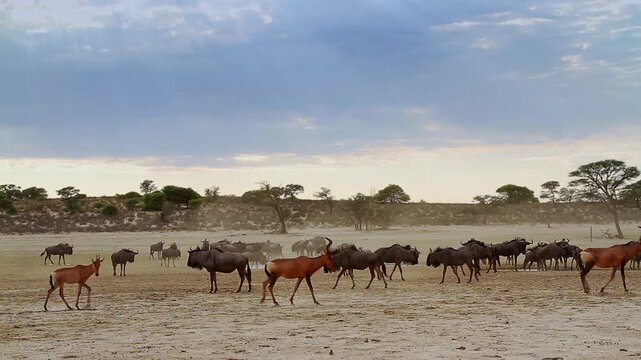 Hartebeest and blue wildebeest  herd along waterhole in Kgalagadi transfrontier park, South Africa; specie Alcelaphus buselaphus and Connochaetes taurinus family of bovidae