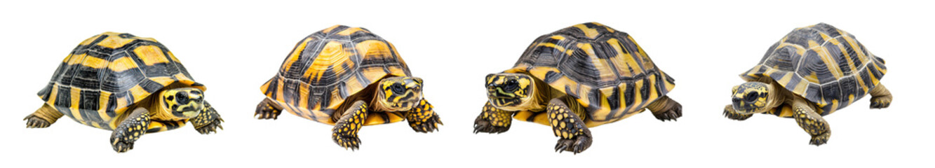 Fototapeta premium Four yellow and black patterned tortoises in different poses isolated on white. Close-up views of reptiles with textured shells and detailed skin.