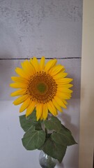 sunflower in a vase