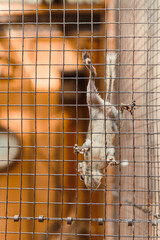 A lively squirrel perches on a wire mesh cage in a zoo, showcasing its agility and playful...