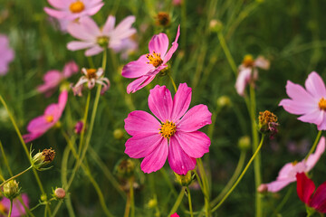Elegant pink cosmos blossoms sway in a colorful field, showcasing nature's serenity and the intricate design of each petal.
