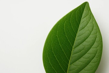Obraz premium A Close-Up of a Lush Green Leaf Against a White Background