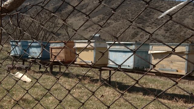 A row of colorful beehives is fenced off, waiting for the bees to arrive. The boxes are made of wood and painted in shades of blue, yellow, and natural wood. 