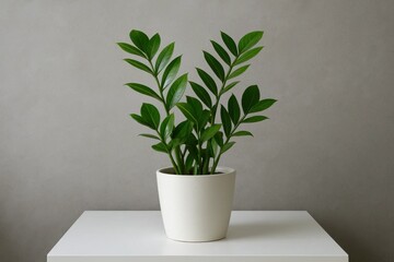 A ZZ Plant Thrives on a White Tabletop Against a Textured Gray Backdrop
