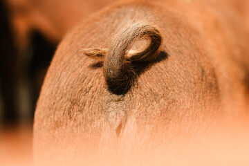 Curly natural tail of a free roaming pig