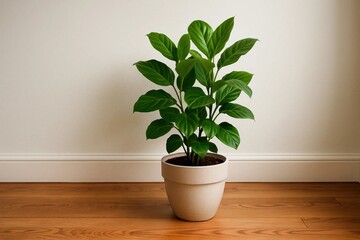 Fototapeta premium A lush green plant thrives in a simple white pot on a wooden floor against a pristine white wall, symbolizing tranquility and natural beauty