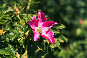 Delicate wild pink roses sway among green leaves, bringing color and serenity to the garden view.