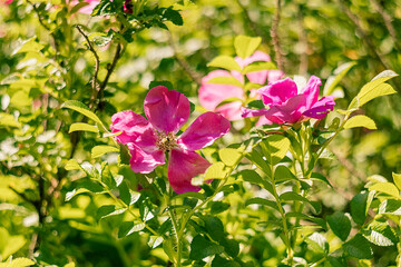 Obraz premium Lush greenery surrounds bright pink wild roses, emphasizing the fine details of petals in a tranquil garden atmosphere.