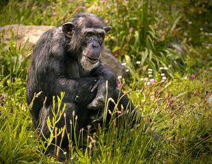 OLd mature West African Chimpanzee,  (Pan Troglodytes) sitting in grass