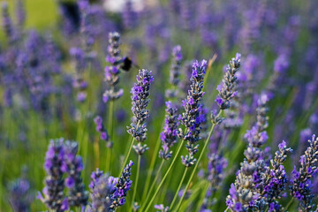 Vivid lavender flowers thrive in a lush environment, their fine details and colors evoking peace and natural elegance.