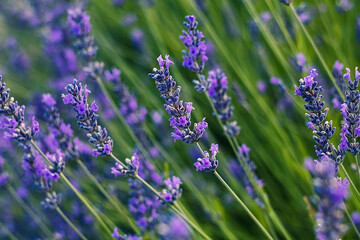 Lavender flowers in full bloom, showcasing vibrant purple hues and delicate petals, surrounded by...