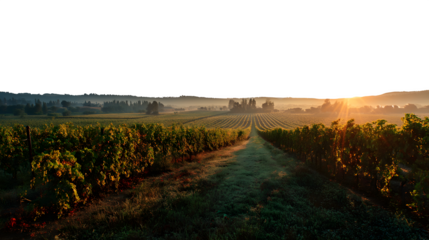 Sunrise over vineyard field in early morning on white background