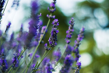 A garden alive with lavender blooms glows in the sun, where purple petals meet lush green foliage in calm harmony.