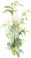 Fototapeta premium Vector watercolor painted bamboo. Hand drawn flower design elements isolated on white background.