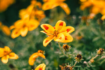 Macro shot of bright yellow wildflowers with orange markings, capturing natural beauty and soft focus background in a summer setting.