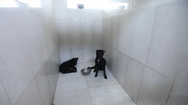 A striking Dalmatian dog with its iconic black spots looks out from behind the bars of a kennel. The tiled walls create a sterile environment, highlighting the dog's distinct pattern and soulful eyes.