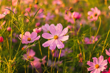 A sea of pink cosmos flowers stretches across the field, offering a tranquil scene filled with...